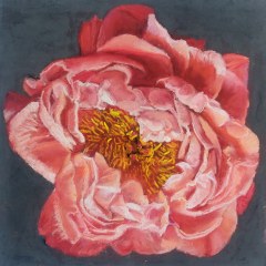 pivoine-oh-ma-pivoine-40x40