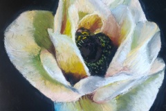 Anemone-verte-30x30