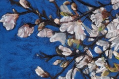 Magnolias-dans-le-bleu-4-30x40