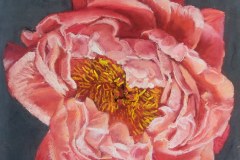 pivoine-oh-ma-pivoine-40x40