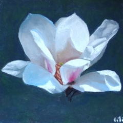 un-magnolia-blanc-mais-pas-que-30-x-40-cm
